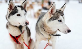 Husky Tour in Lappland