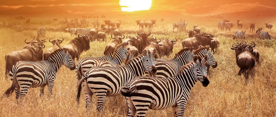 Zebra Herde in Südafrika