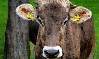 Natur pur beim Allgäu Incentive