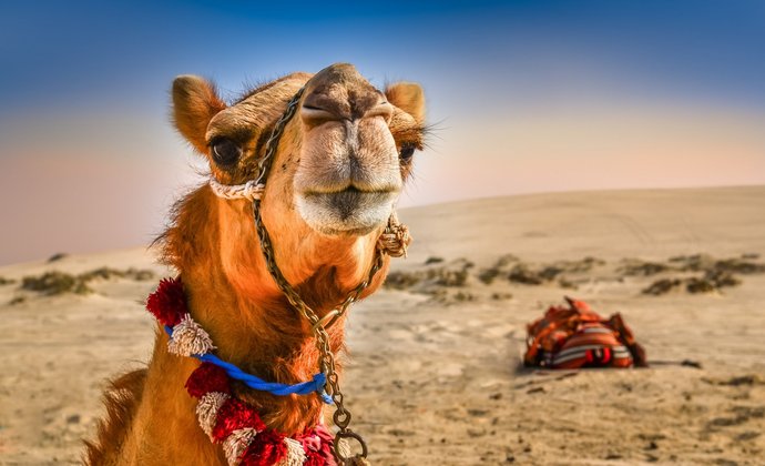 Kamel in der Wüste in Dubai