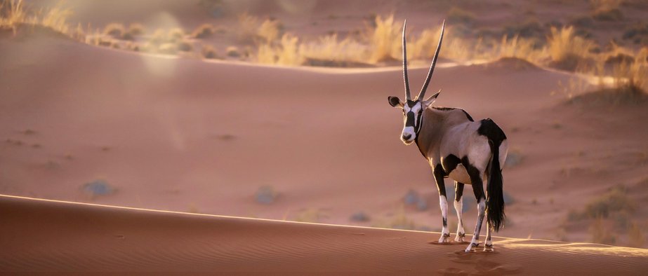 Oryx Antilope in der Namib Wüste