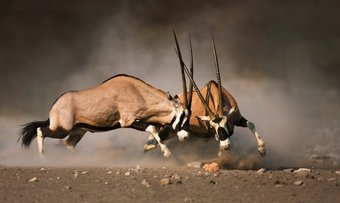 Wildlife Safari in Südafrika