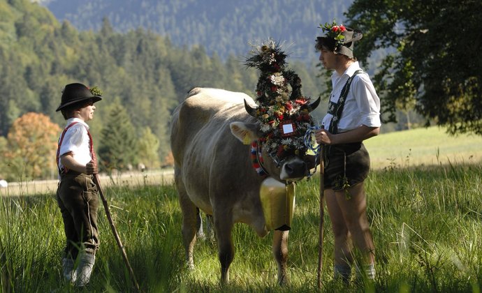 Almabtrieb im Allgäu