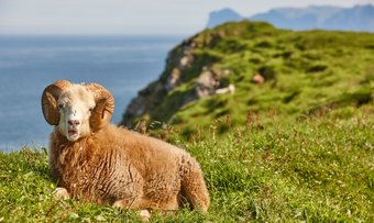 Schaf auf den Färöer Inseln